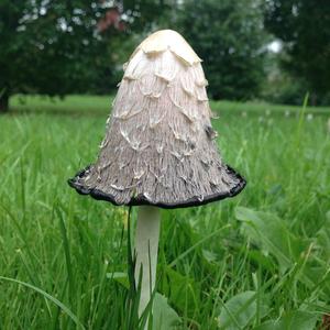 Shaggy Mane