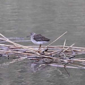 Wood Sandpiper