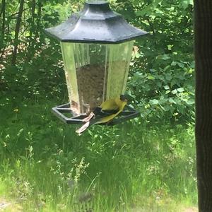 American Goldfinch