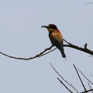 European Bee-eater