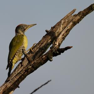 Eurasian Green Woodpecker