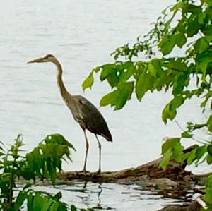 Great Blue Heron