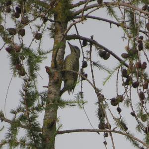 Grey-faced Woodpecker