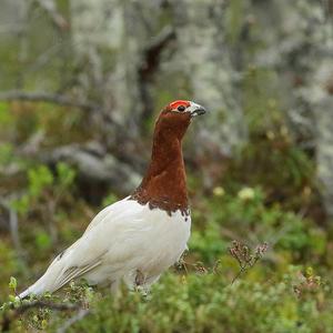 Moorschneehuhn