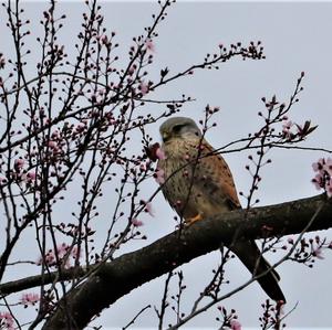 Common Kestrel