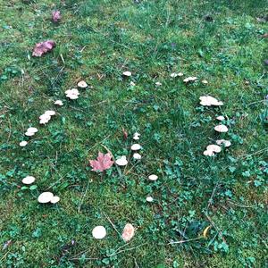 Fairy Ring Mushroom