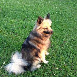 Unknown Breed