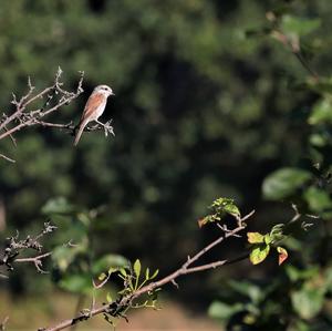 Red-backed Shrike