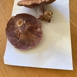 Wood Blewit