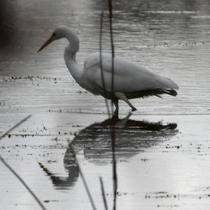 Great Egret