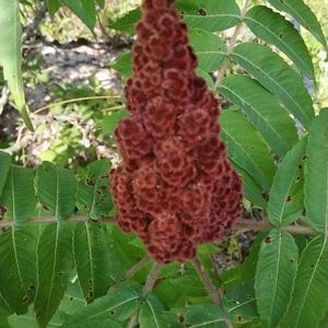 Staghorn Sumac 