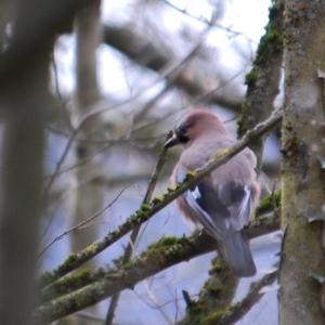 Eurasian Jay