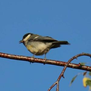 Great Tit