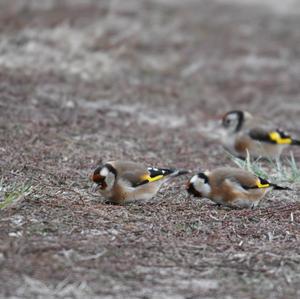 European Goldfinch