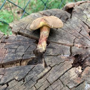 Red-cracked Bolete