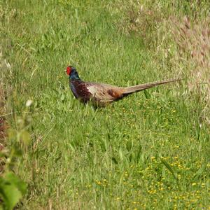 Common Pheasant