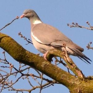 Common Wood-pigeon