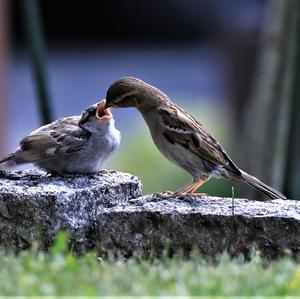 House Sparrow