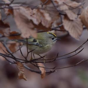 Goldcrest