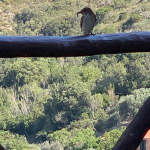 Blue-grey Gnatcatcher