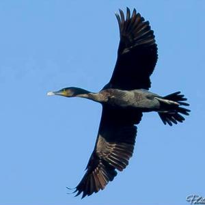 Great Cormorant