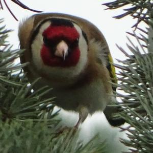 European Goldfinch