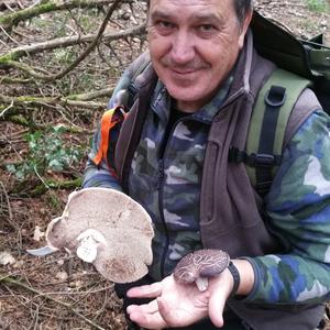 Shingled Hedgehog