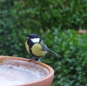 Great Tit