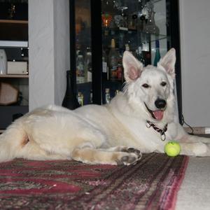 Berger Blanc Suisse