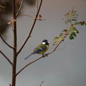 Great Tit