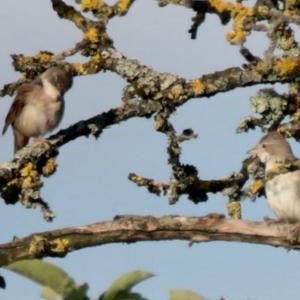 Blackcap