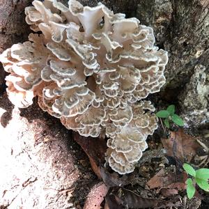 Hen-of-the-Woods