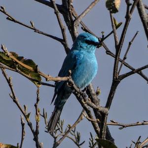 Verditer Flycatcher