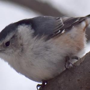 White-breasted Nuthatch