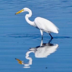 Great Egret