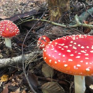 Fly Agaric