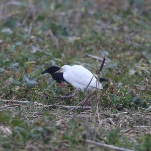 Cattle Egret