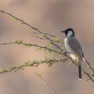 White-eared Bulbul