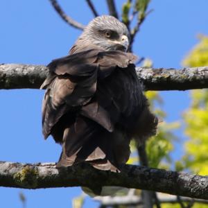 Black Kite