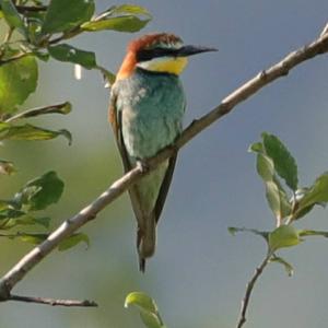 European Bee-eater