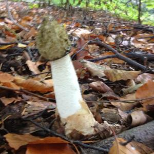 Stinkhorn, Common