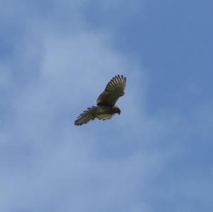 Common Kestrel