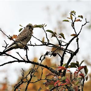 Common Kestrel