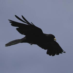 Yellow-billed Chough