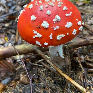 Fly Agaric