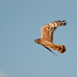 Montagu's Harrier