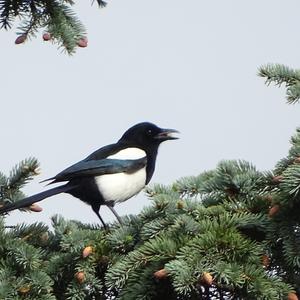 Black-billed Magpie