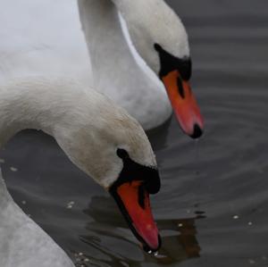 Mute Swan