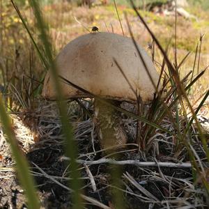 Orange Birch Bolete