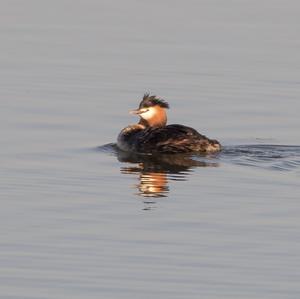 Great Crested Grebe